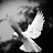 Dove