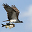 Fishawk Fishawk