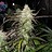 Ghostface716