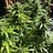 GrowKush