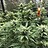 GrownInMN