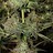 Growsautos