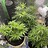 Growsome Growsome