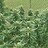 Happyday420 Happyday420