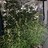 Jwild420