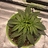 Kcgrow