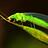 Lacewing