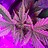 LaCombe_865