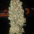 LiesGrows LiesGrows