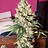 NewGrower63