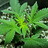 Nickrivard420