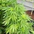 Rezgrower420