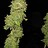RockymountainHigh
