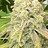 ScottsBuds