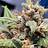 Smokinjoe618