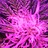 stankeybud1