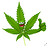 Turtlehead