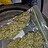 Weed88