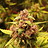WeedMaster