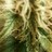 Weedwizard
