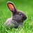 WascawyWabbit