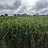 Agriculturalist