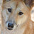 Dingo