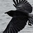 mrcrow34