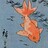 DHGoldfish DHGoldfish