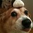 garlicdog