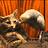 FoxSinofGreed