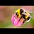 beez