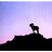 Bighorn