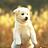 CutestPuppy