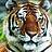 CuTiger