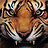 Dirty_Tiger
