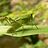 greenhopper