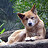 k_dingo
