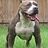 Pitbull78