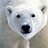 Polar-Bear