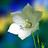 Geetha_Vani_Amritha