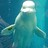 corazondedelfin