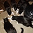 catcat1386