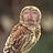 nightowl4 nightowl4
