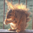 SquirrelKing