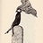 corvus-bennetti